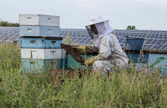 Solar Honey and Hard Cider: A Buzz-Worthy Collaboration