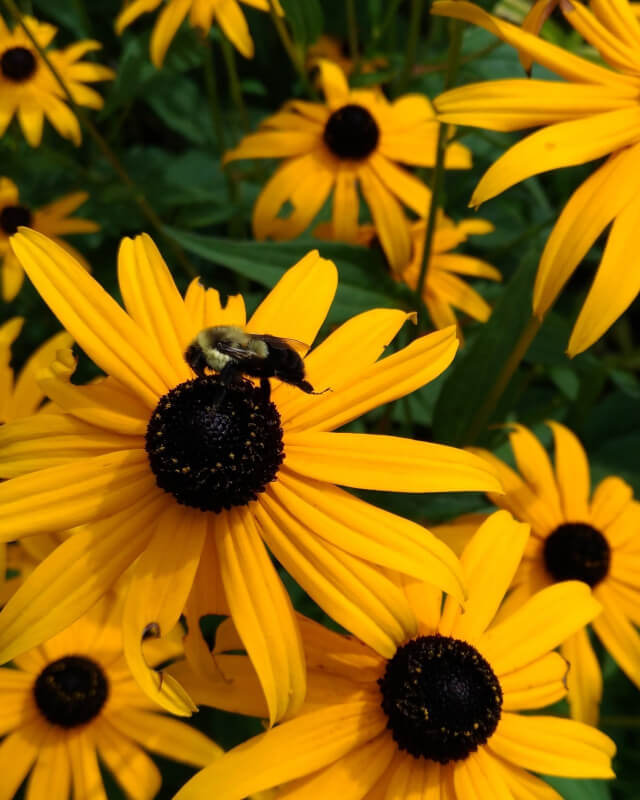 Black-eyed Susan (Rudbeckia hirta)