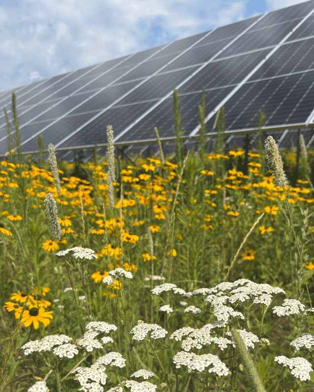 New Energy Equity pollinator-friendly solar project in New York