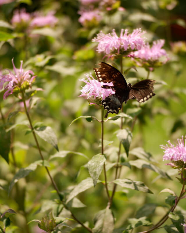 Wild Bergamot (Monarda fistulosa)
